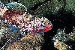 Gobius cruentatus.jpg