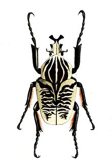 Goliathus albosignatus Species of beetle