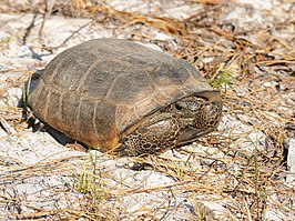 Gopherschildpad