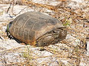 Gopherus polyphemus