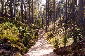 A track through the sand dunes, popularly called Schipka Pass