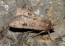 Graphiphora augur Buchstein01.JPG