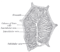 Thumbnail for Central veins of liver