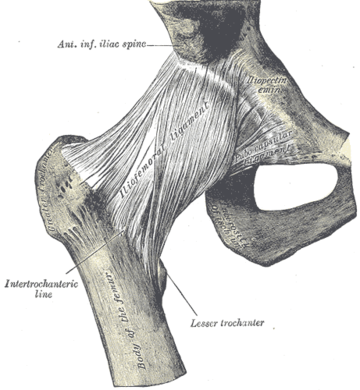 Intertrochanteric line