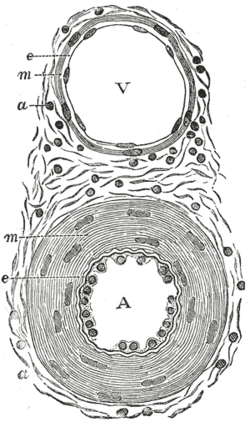 tunic of capillaries