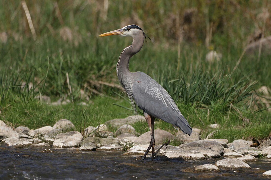 File:GreatBlueHeronInARiver.jpg