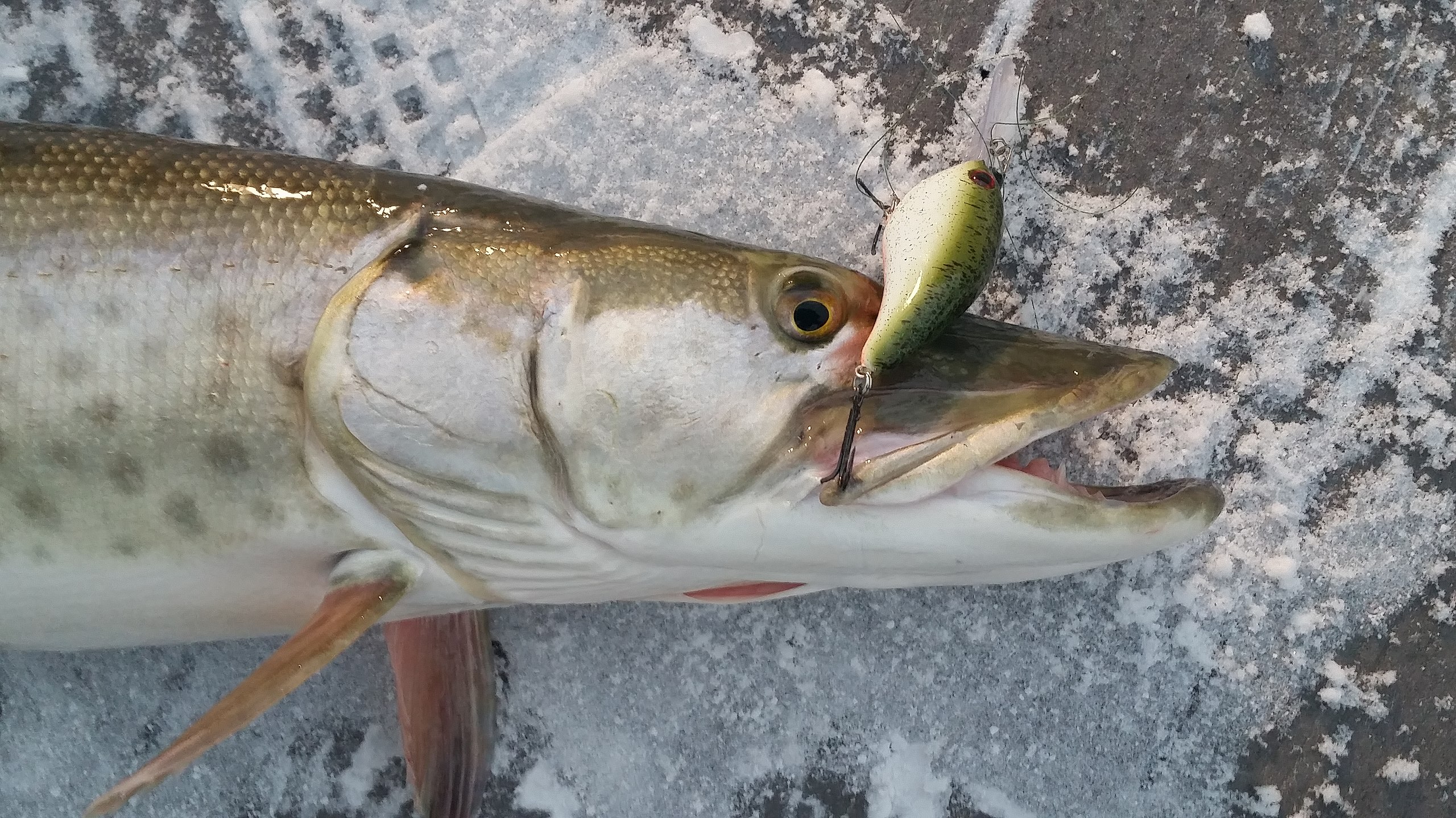 Musky Fishing With a Crazy Eel Lure!! 