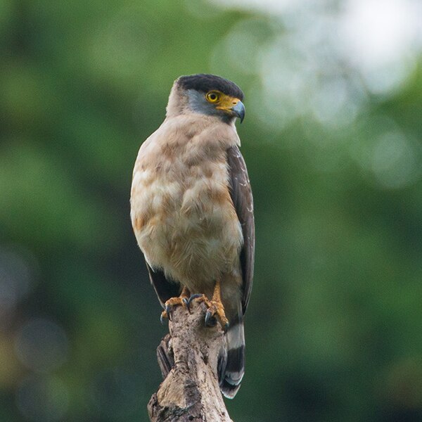 File:Great Nicobar Serpent Eagle (Spilornis klossi) by Shreeram MV (cropped).jpg