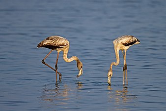 Subadults at Pulicat Lake, India