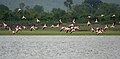 Greater Flamingoes (Phoenicopterus roseus) in flight W IMG 9862.jpg