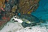 Green sea turtle