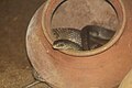 Guindy National Park 35 Rat Snake.jpg
