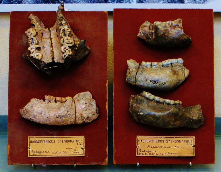 File:Hadropithecus stenognathus skulls and mandibles.JPG