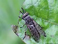 Haematopota pluvialis (Linnaeus, 1758)