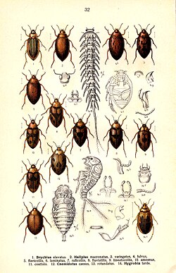 Dažas Haliplus ģints sugas.