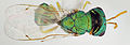 Halticoptera flavicornis, Велика Британія