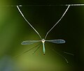 Tipulidae Kerala Hanging from spiders webs is known in a number of families of Culicidae, Limoniidae, Tipulidae and Mycetophilidae.