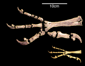 Comparative morphology of the paw skeleton of the extinct Haast's eagle with its closest living relative the little eagle. Harpagornis claw vs eagle.png