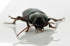 Harpalus distinguendus.