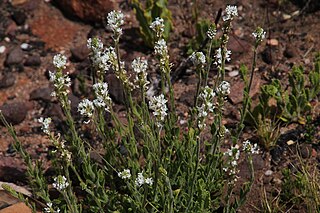 <i>Hebenstretia lanceolata</i> South African plant species
