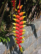 Heliconia rostrata