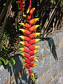 Heliconia rostrata