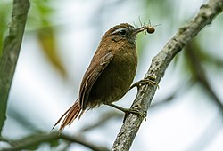 Hellmayrea gularis - White-browed Spinetail - Ecuador (cropped).jpg