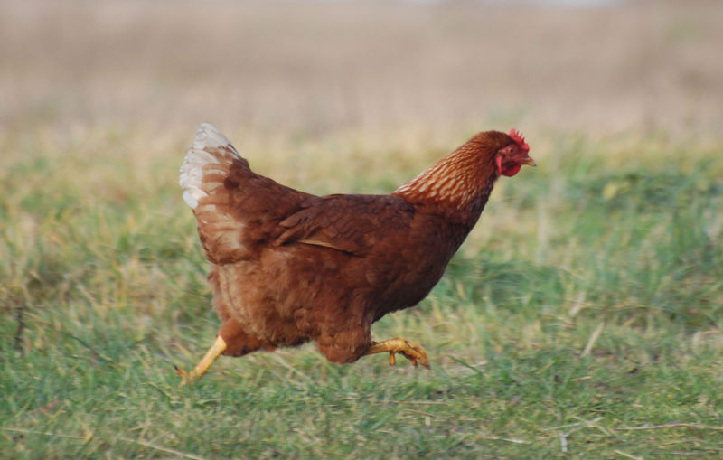 File:Hen 0001.jpg