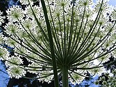 Heracleum mantegazzianum