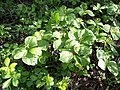 Herb Paris on May Day in Mayall's Coppice - geograph.org.uk - 162104.jpg