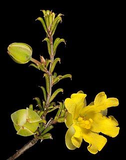 <i>Hibbertia rostellata</i> Species of flowering plant