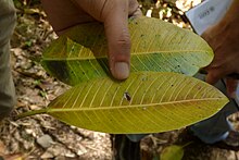 The leaf veins are coloured yellow, and the entire leaf becomes bright yellow after it falls from the tree Higueron (Ficus insipida) (14900448222).jpg