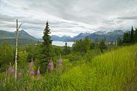 Hillside ile Fireweed.jpg