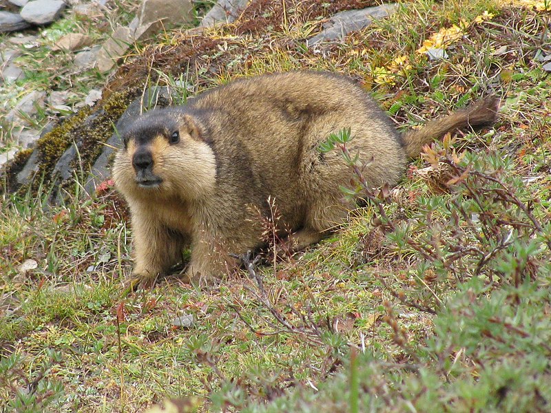 File:Himalayan Marmot at Tshophu Lake Bhutan 091007 b.jpg