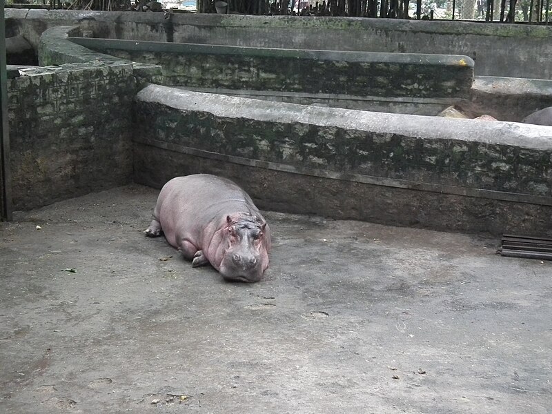 File:Hippopotamus from Bannerghatta National Park 8564.JPG