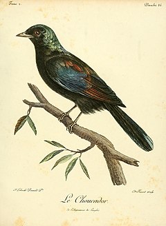Description de l'image Histoire naturelle des oiseaux d'Afrique (10170980843).jpg.