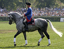 A horse correctly "on the bit" with a soft contact, due to impulsion causing him to raise his back. Holsteiner 0001.jpg