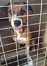 Hooch in the pound before he was rescued Hooch in the pound.jpg