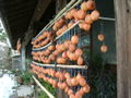 Tørking av kakifrukt i Japan. Foto: Sakurai Midori