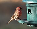 Thumbnail for House finch