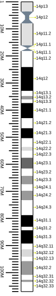 File:Human chromosome 14 ideogram vertical.svg