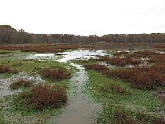 Huntley Meadows Park in the winter in 2016