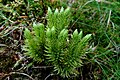 Bog bilberry in the Hohneck massif.