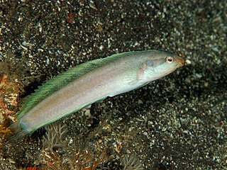 <i>Petroscirtes springeri</i> Species of fish