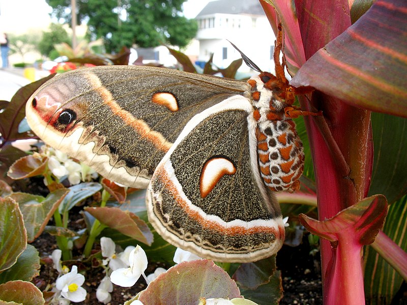 File:Hyalophora cecropia 01.jpg