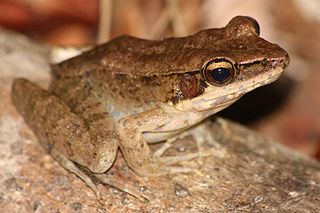 <i>Papurana daemeli</i> species of Amphibia