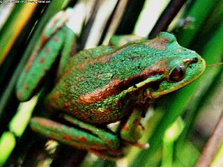<i>Hylorina sylvatica</i> Species of frog