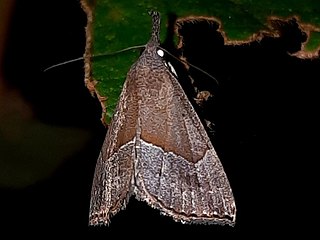 <i>Hypena porrectalis</i> Species of moth
