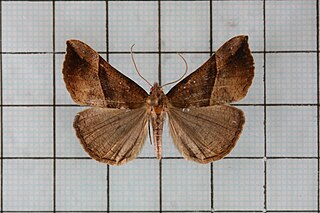<i>Hypospila</i> Genus of moths