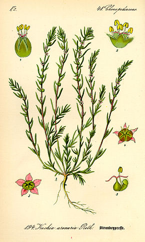 Bildebeskrivelse Illustrasjon Bassia laniflora0.jpg.